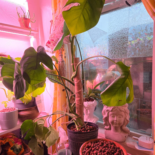 Throwing Away Another Tissue Core? Use It as a Plant Stake Instead