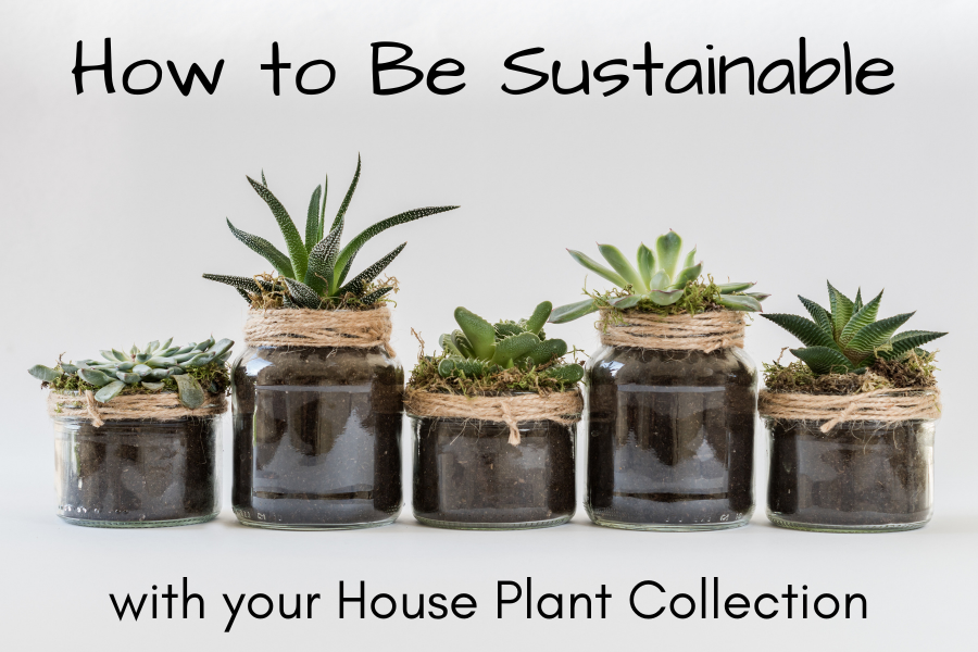 Sustainable House Plants