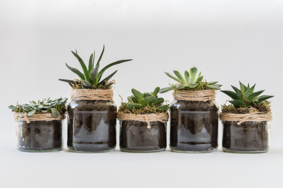 How to have a Sustainable Houseplant Collection